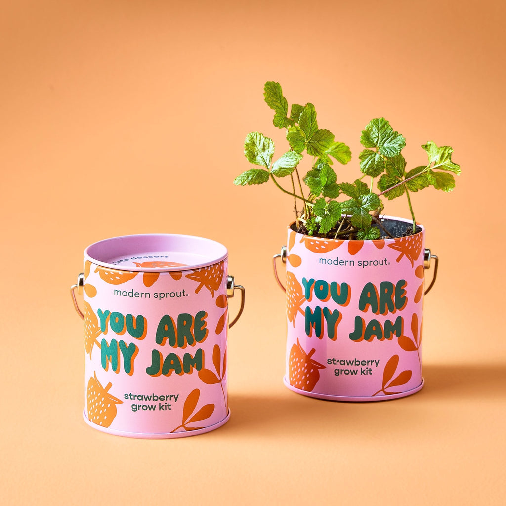 Complimentary Colors Grow Kits - Cheeky Garden