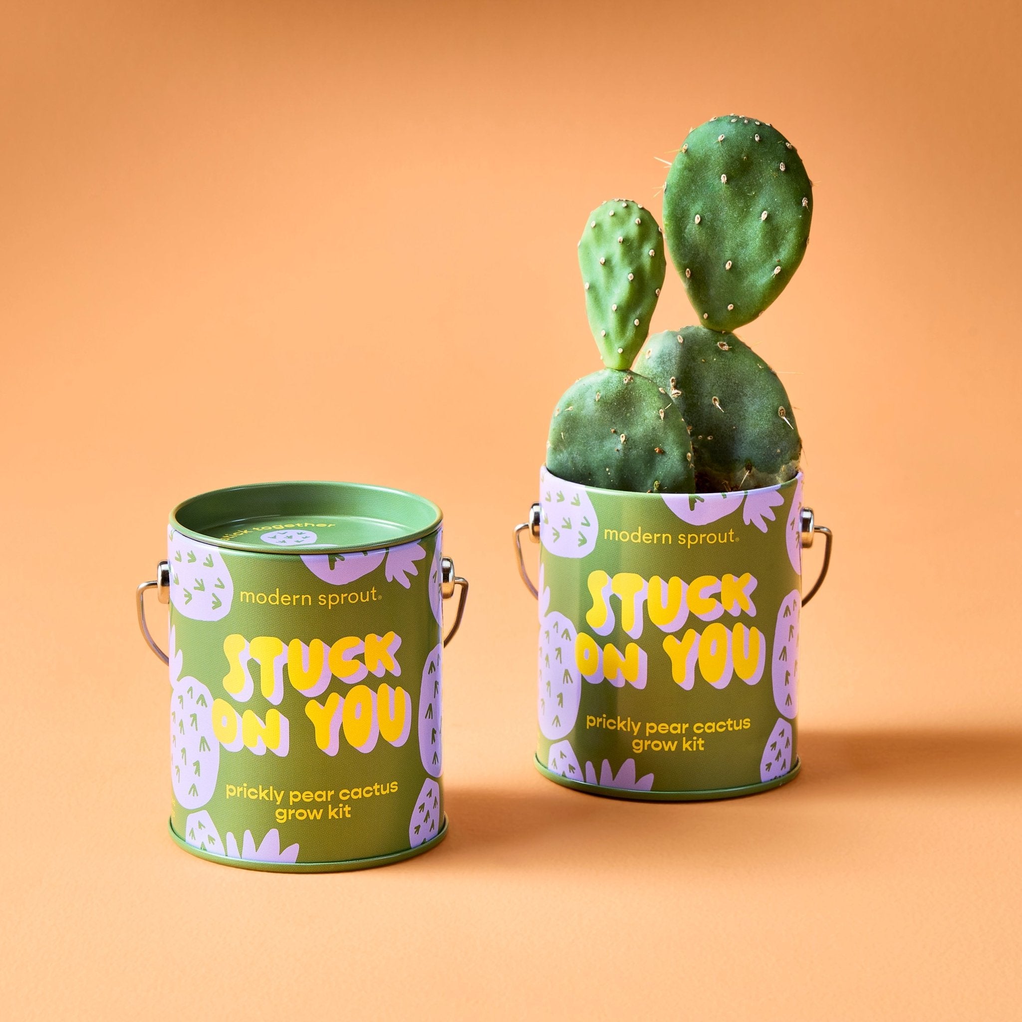Complimentary Colors Grow Kits - Cheeky Garden