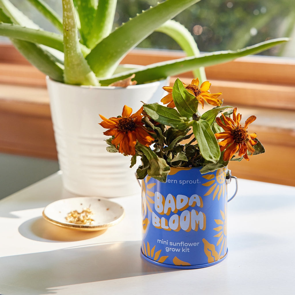 Complimentary Colors Grow Kits - Cheeky Garden