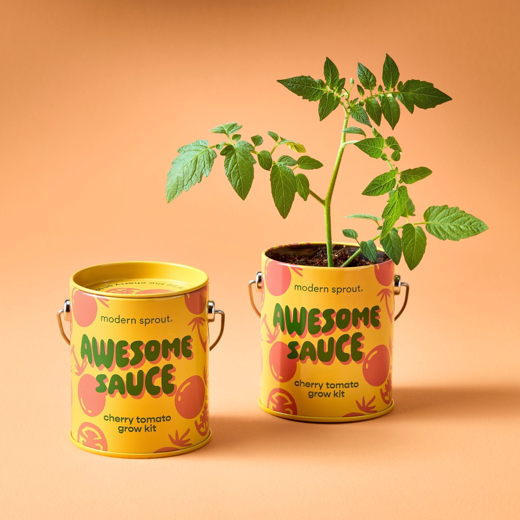 Complimentary Colors Grow Kits - Cheeky Garden