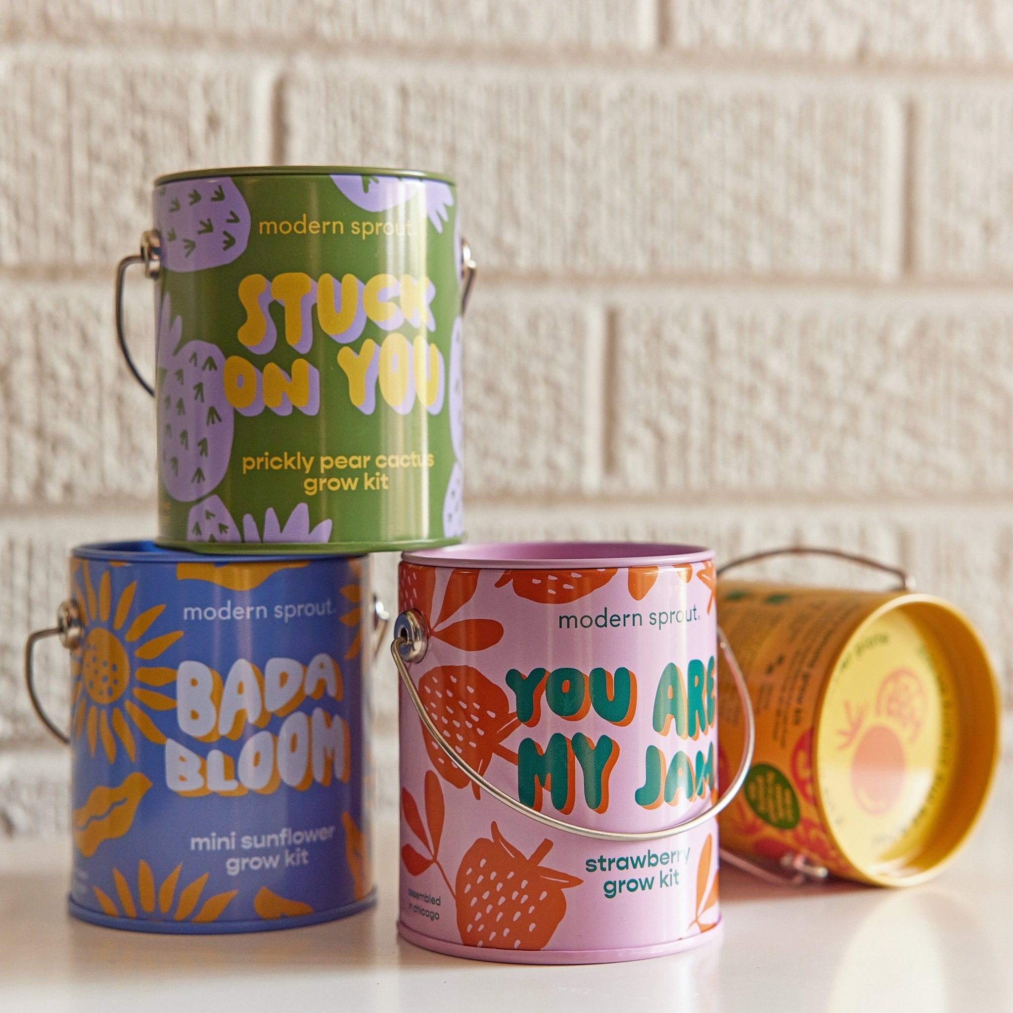 Complimentary Colors Grow Kits - Cheeky Garden