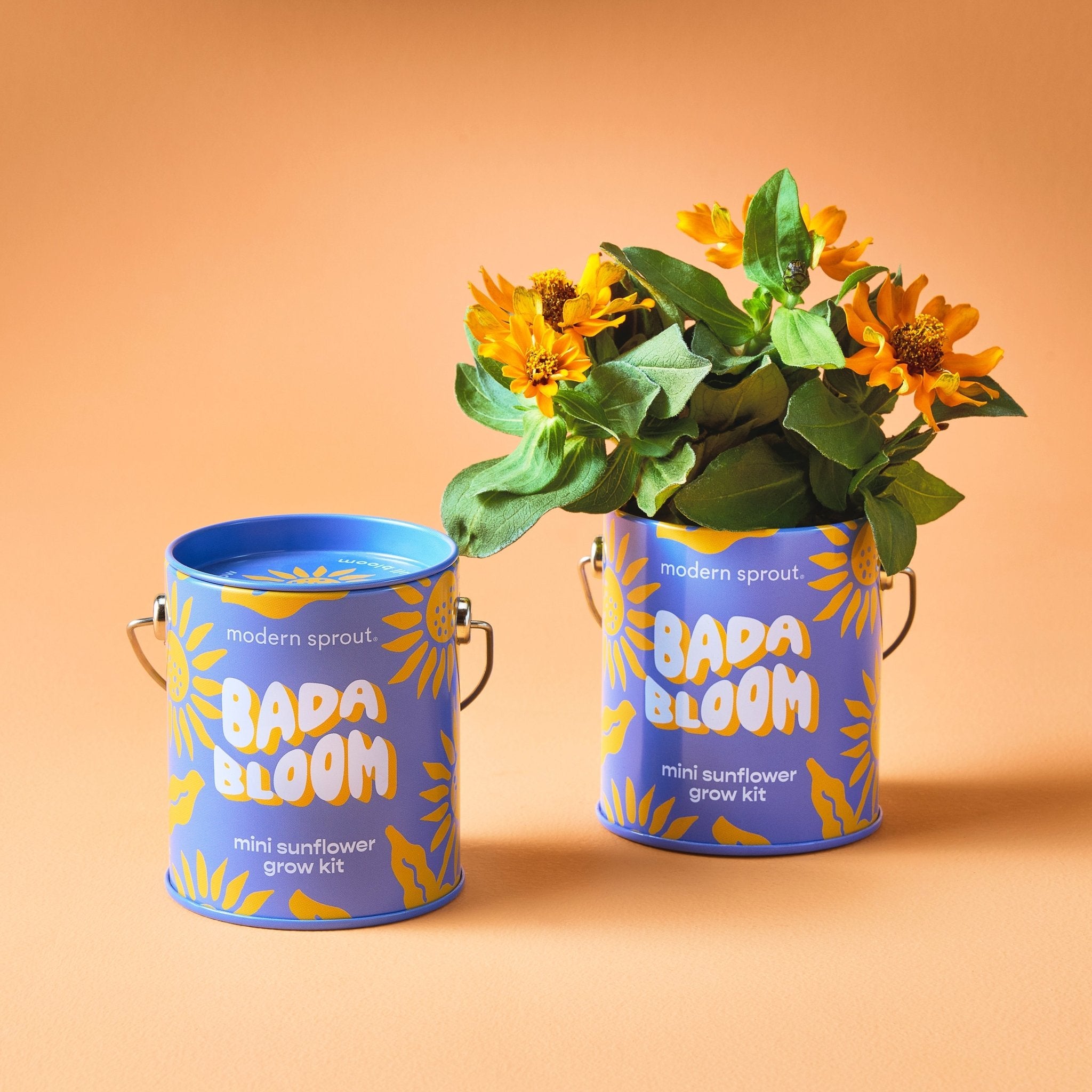 Complimentary Colors Grow Kits - Cheeky Garden