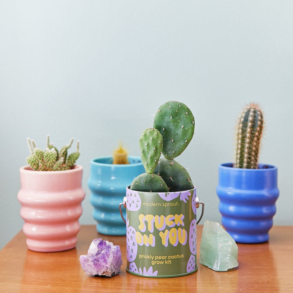Complimentary Colors Grow Kits - Cheeky Garden