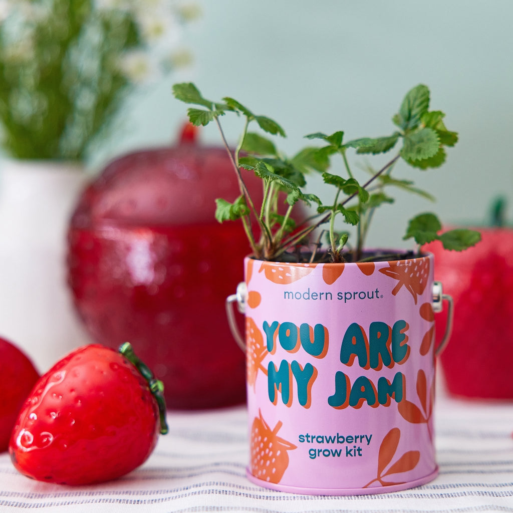 Complimentary Colors Grow Kits - Cheeky Garden