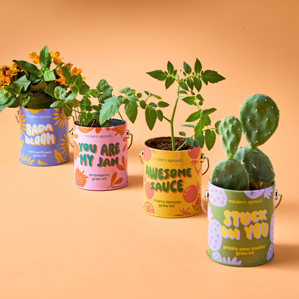 Complimentary Colors Grow Kits - Cheeky Garden