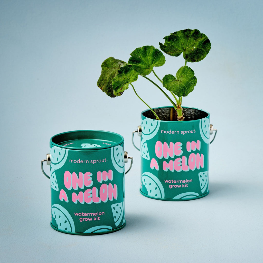 Complimentary Colors Grow Kits - Cheeky Garden