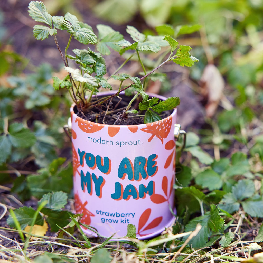 Complimentary Colors Grow Kits - Cheeky Garden