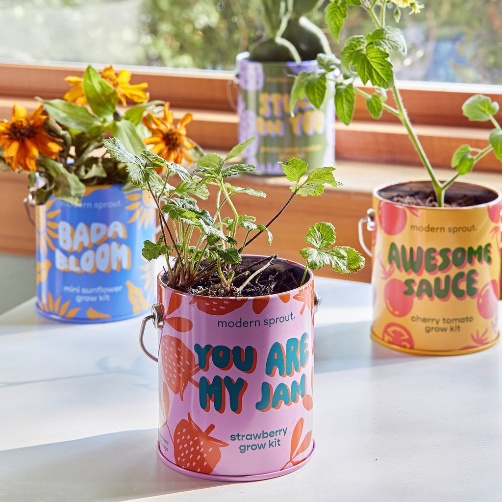 Complimentary Colors Grow Kits - Cheeky Garden