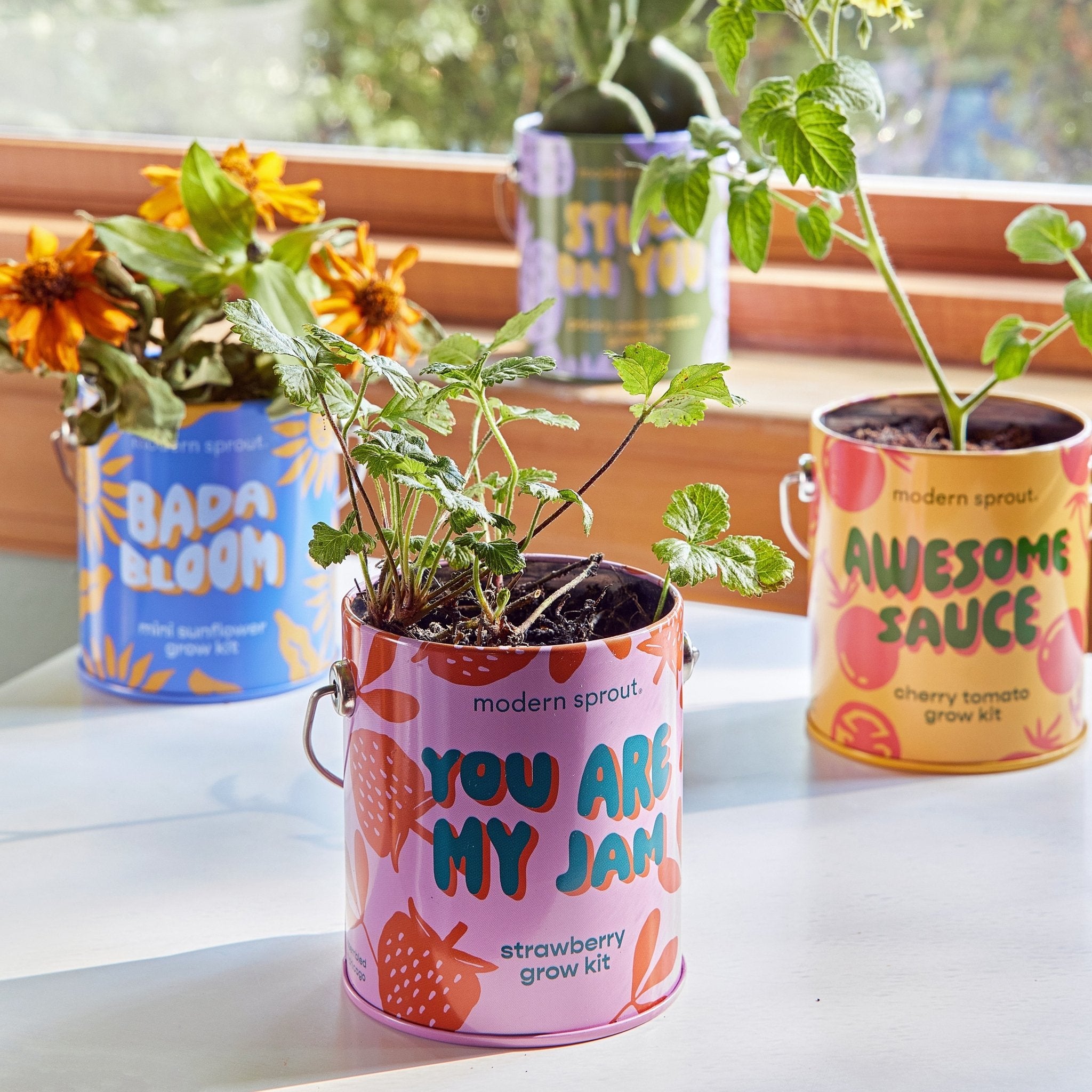 Complimentary Colors Grow Kits - Cheeky Garden