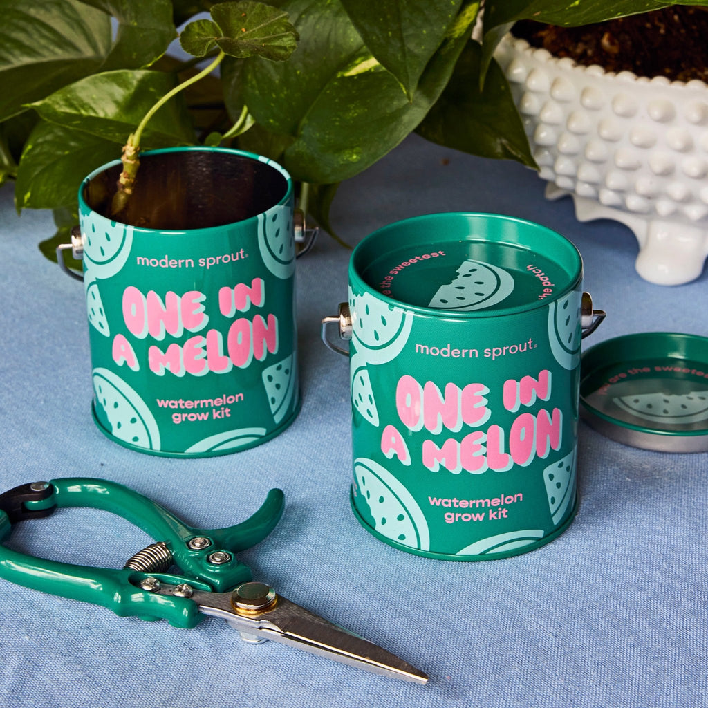 Complimentary Colors Grow Kits - Cheeky Garden