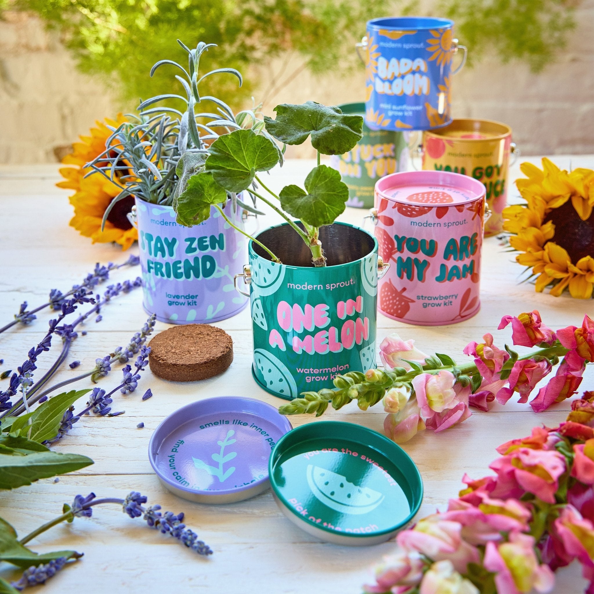 Complimentary Colors Grow Kits - Cheeky Garden