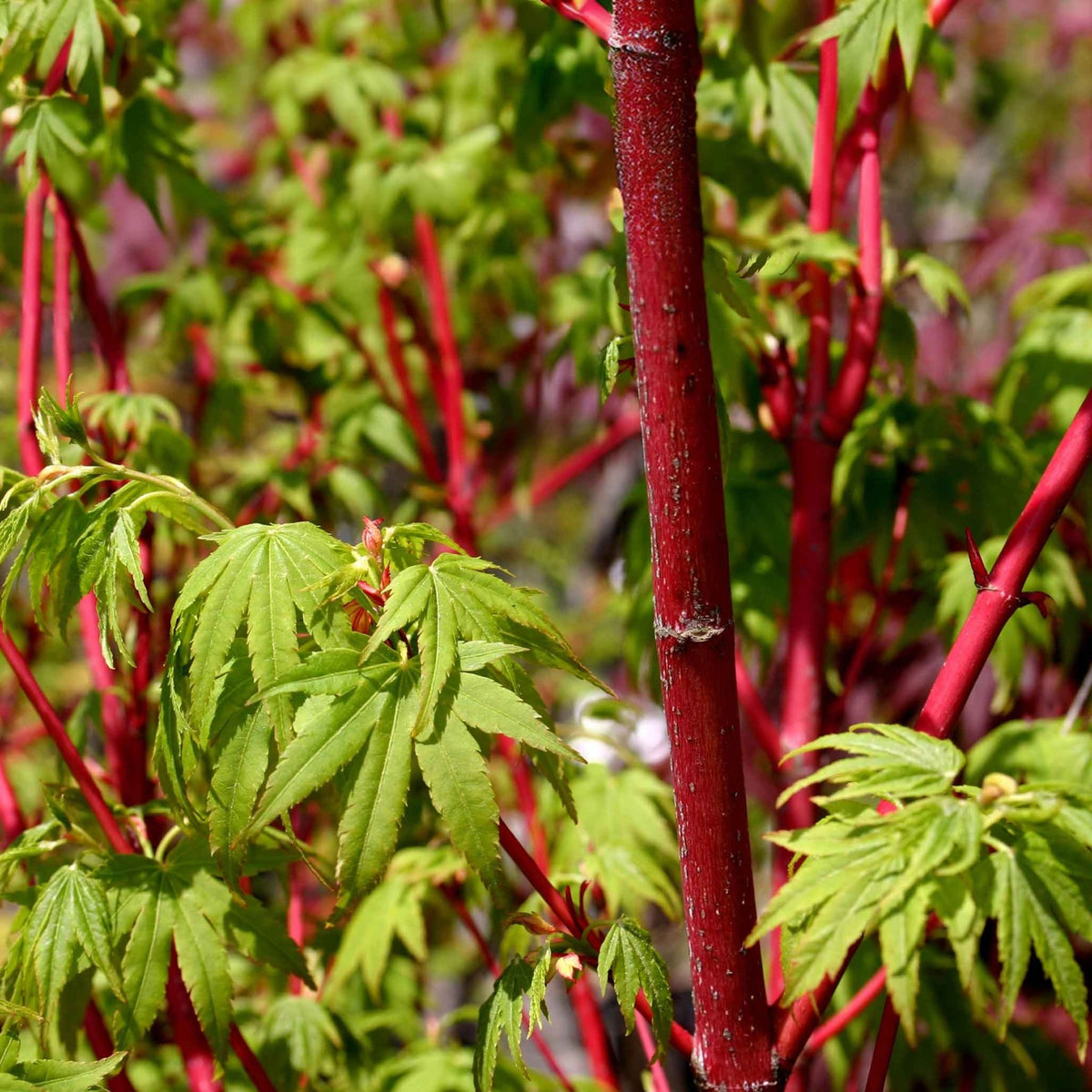 Coral Bark Japanese Maple Tree - Cheeky Garden