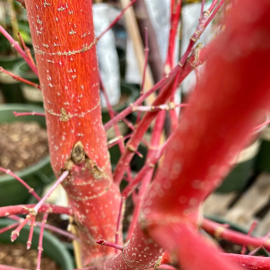 Coral Bark Japanese Maple Tree - Cheeky Garden