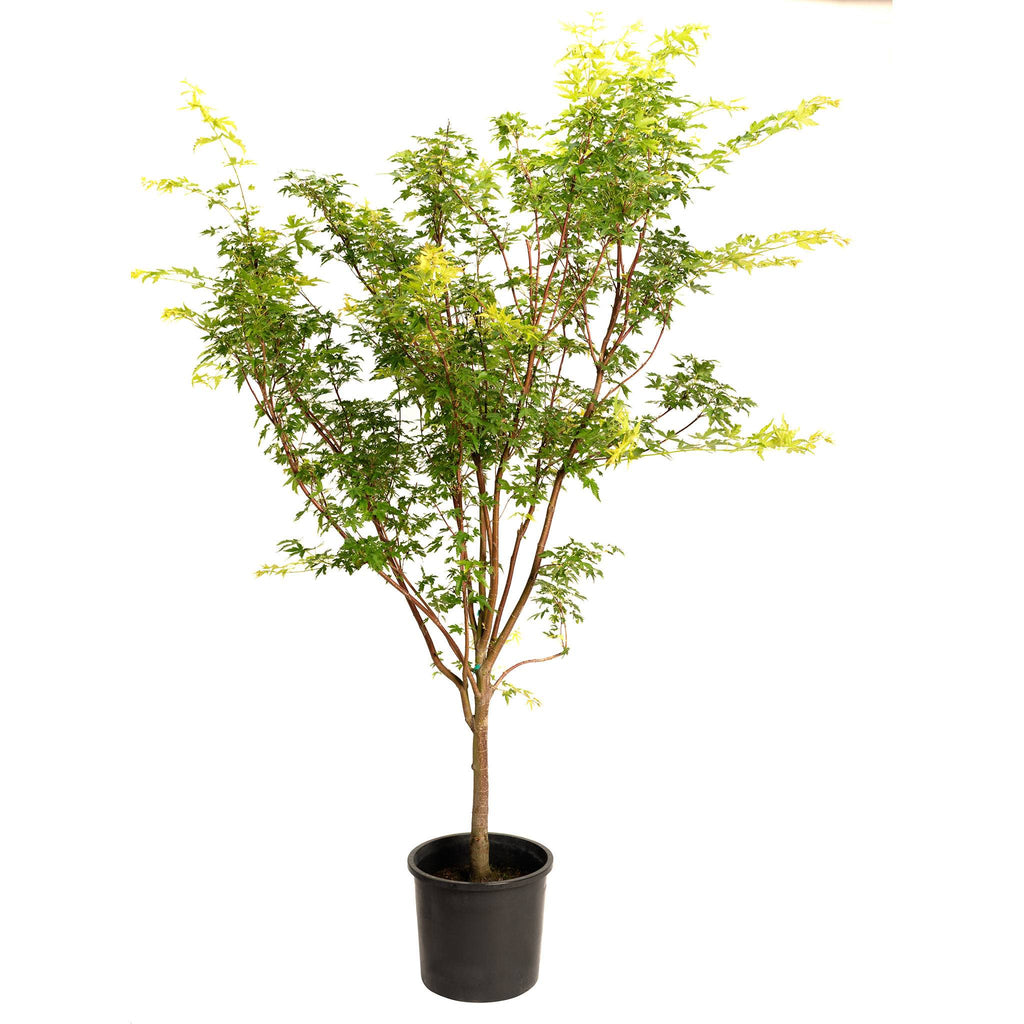 Coral Bark Japanese Maple Tree - Cheeky Garden