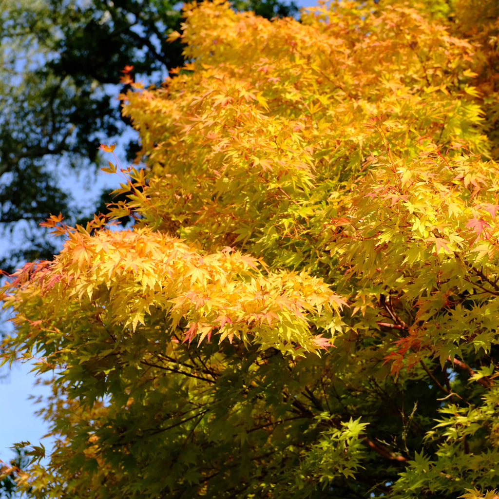 Coral Bark Japanese Maple Tree - Cheeky Garden
