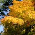 Coral Bark Japanese Maple Tree - Cheeky Garden