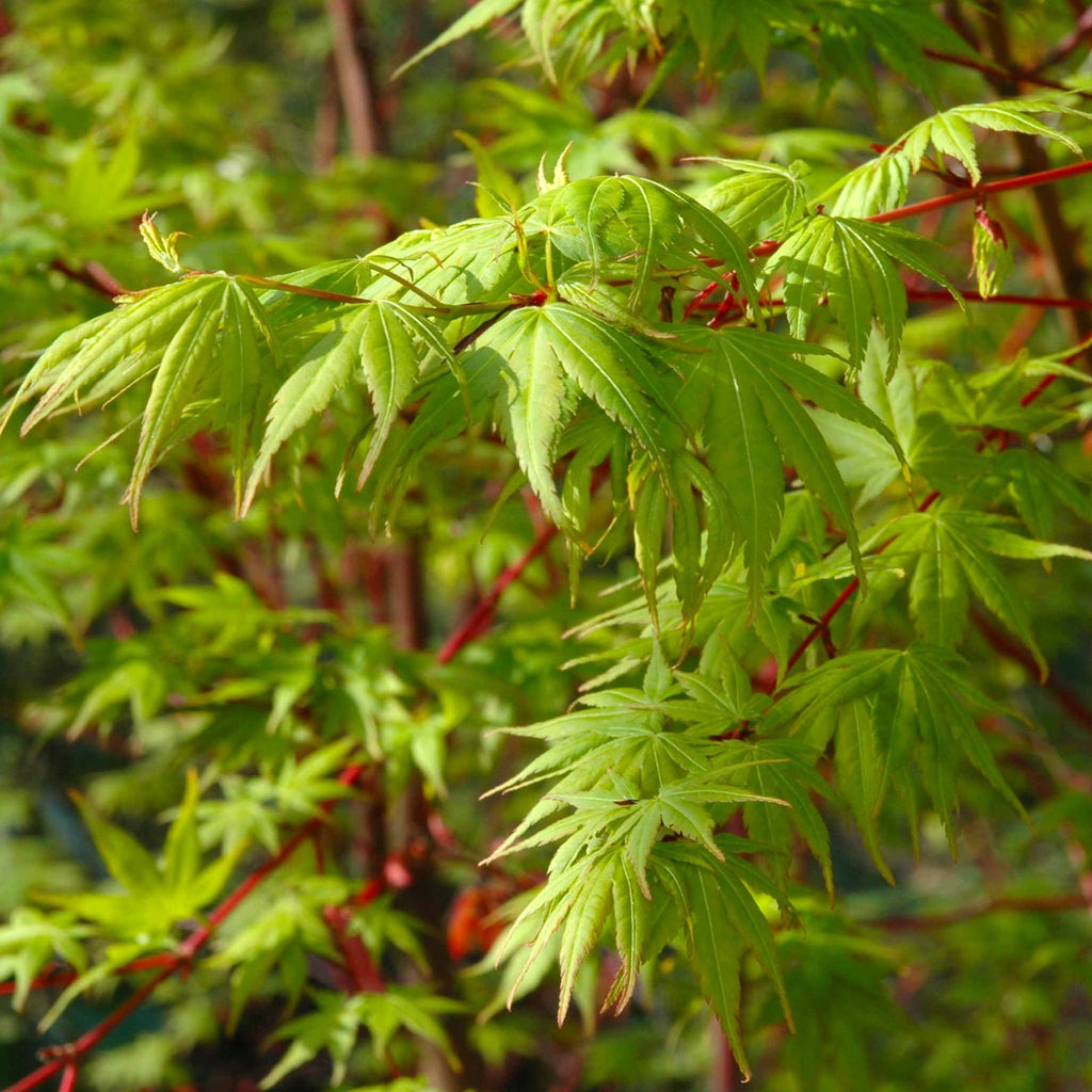 Coral Bark Japanese Maple Tree - Cheeky Garden