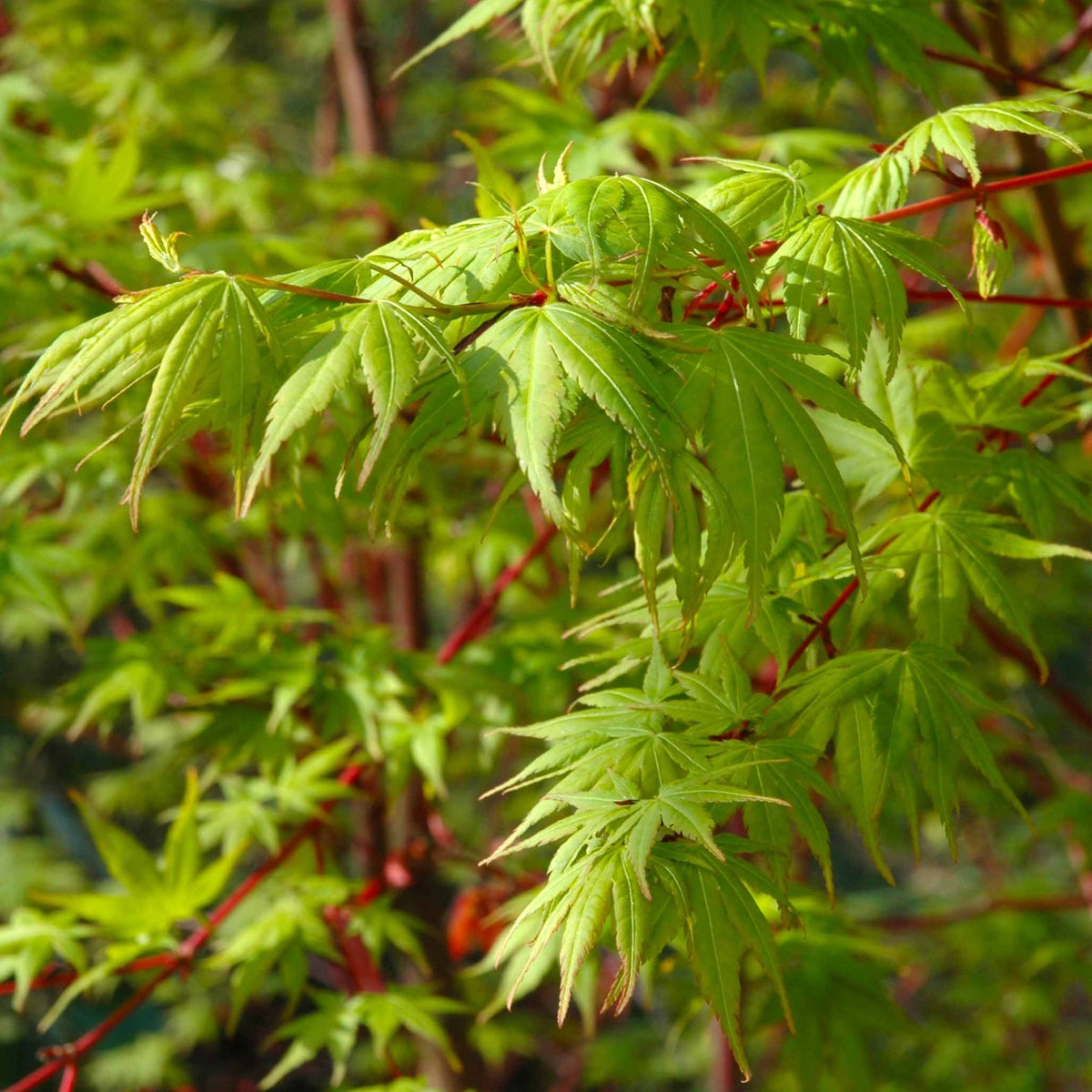 Coral Bark Japanese Maple Tree - Cheeky Garden