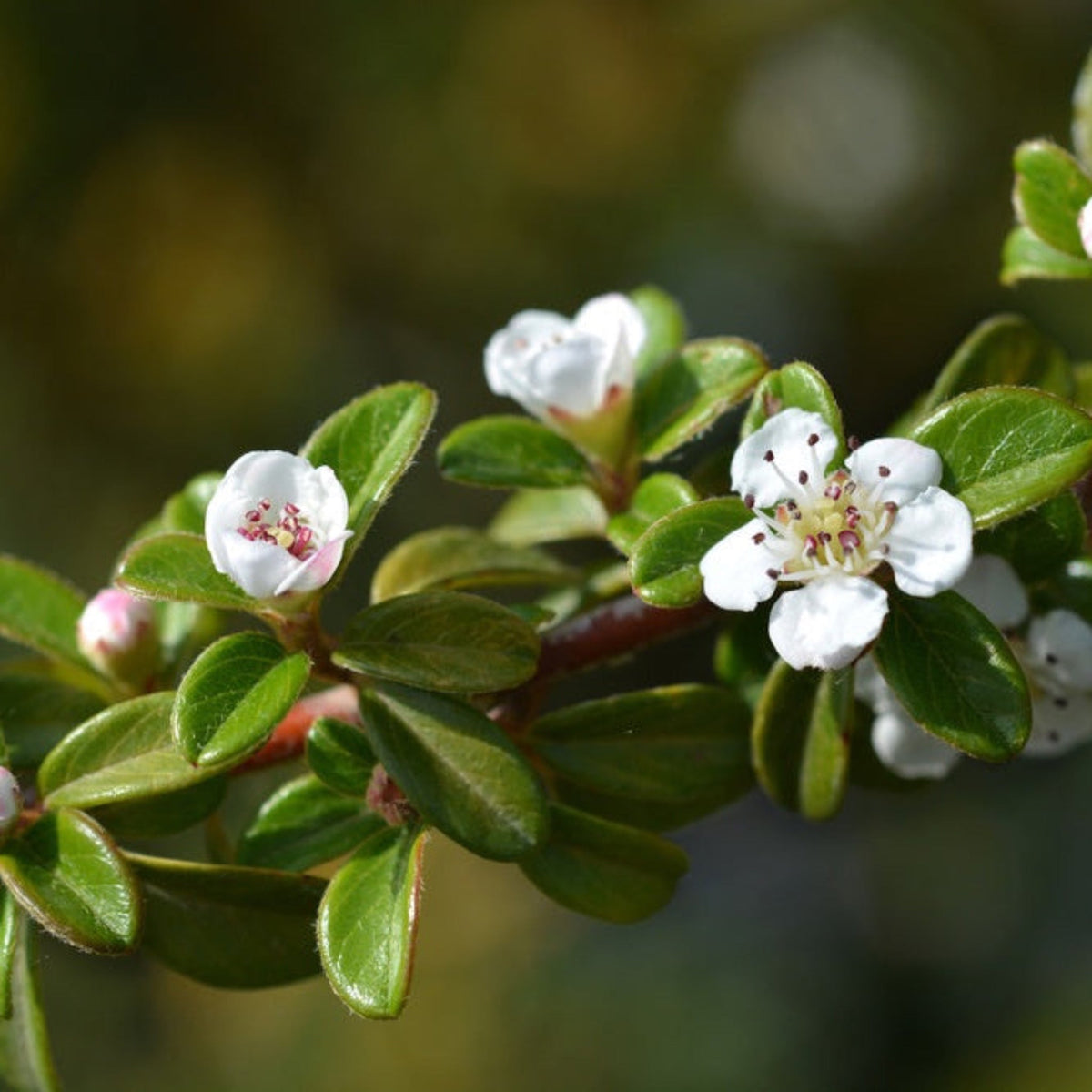 Coral Beauty Cotoneaster - Cheeky Garden