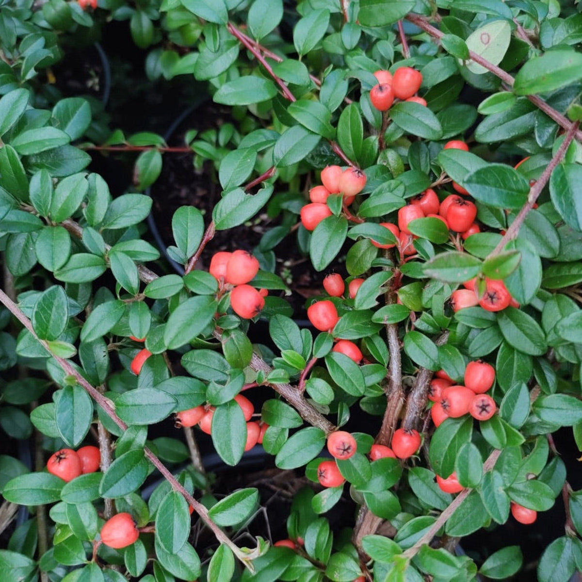 Coral Beauty Cotoneaster - Cheeky Garden
