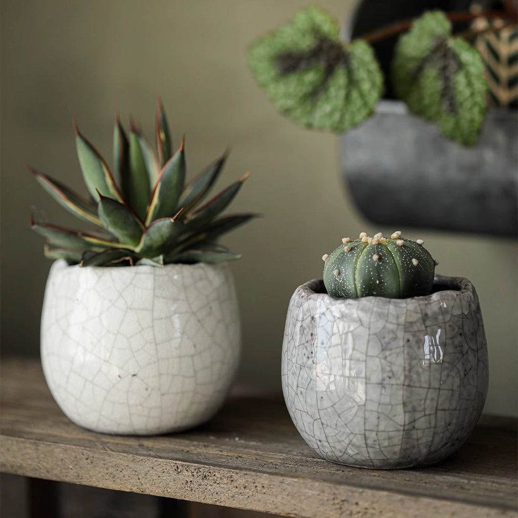 Crackle Glazed Succulent Pot Randomly Picked Set of 5 - Cheeky Garden