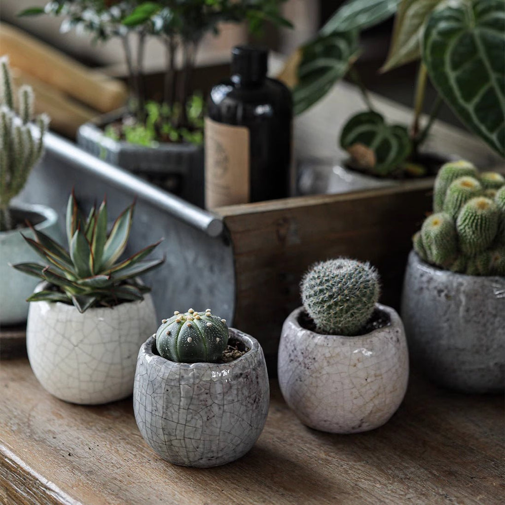 Crackle Glazed Succulent Pot Randomly Picked Set of 5 - Cheeky Garden