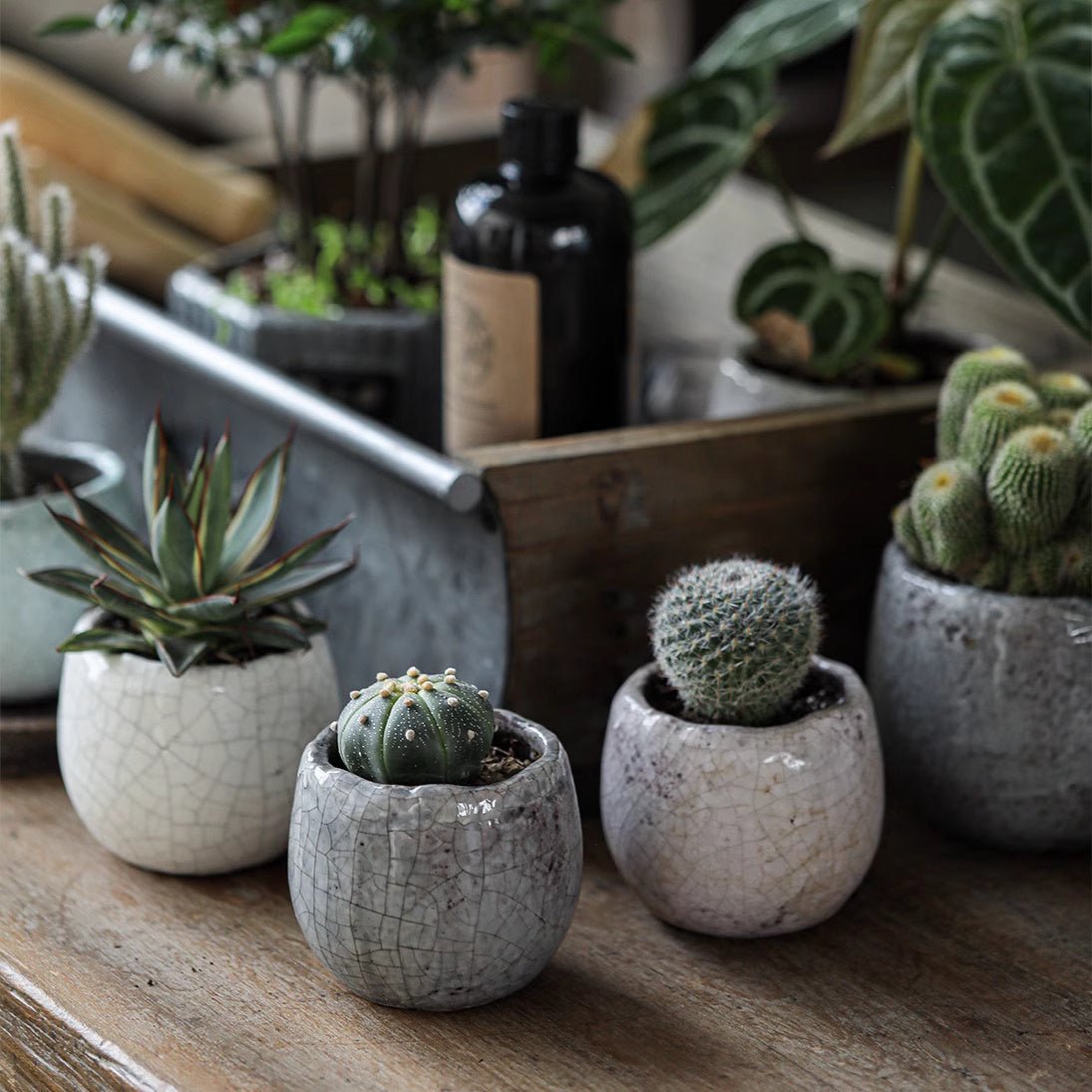 Crackle Glazed Succulent Pot Randomly Picked Set of 5 - Cheeky Garden
