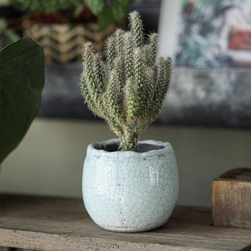 Crackle Glazed Succulent Pot Randomly Picked Set of 5 - Cheeky Garden