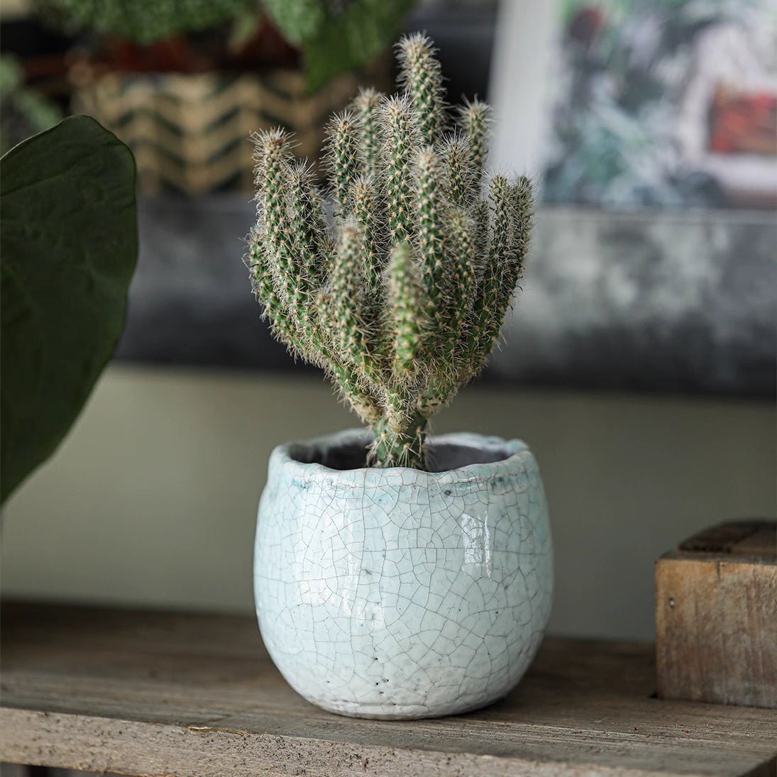 Crackle Glazed Succulent Pot Randomly Picked Set of 5 - Cheeky Garden