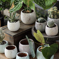 Crackle Glazed Succulent Pot Randomly Picked Set of 5 - Cheeky Garden