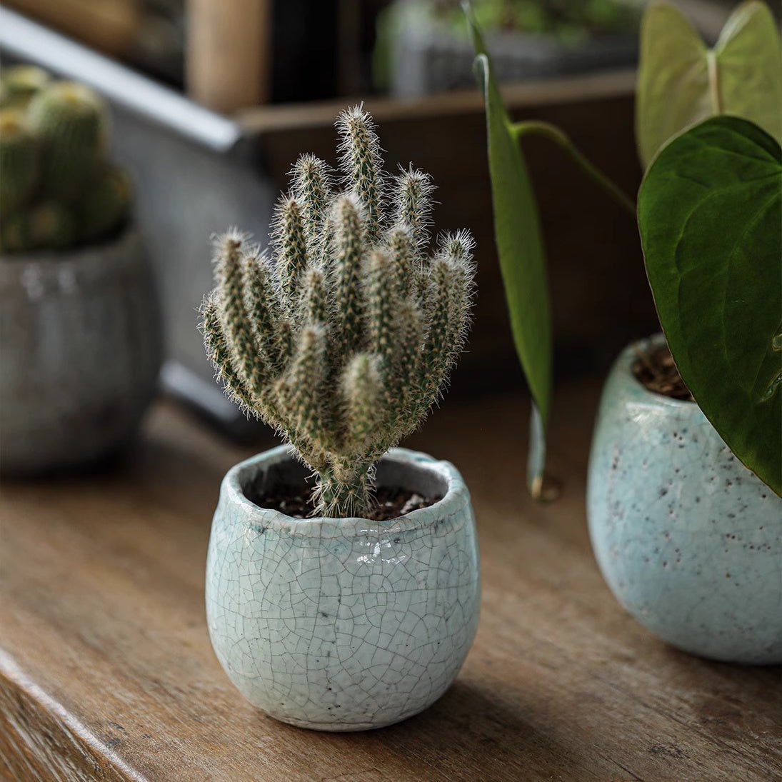 Crackle Glazed Succulent Pot Randomly Picked Set of 5 - Cheeky Garden