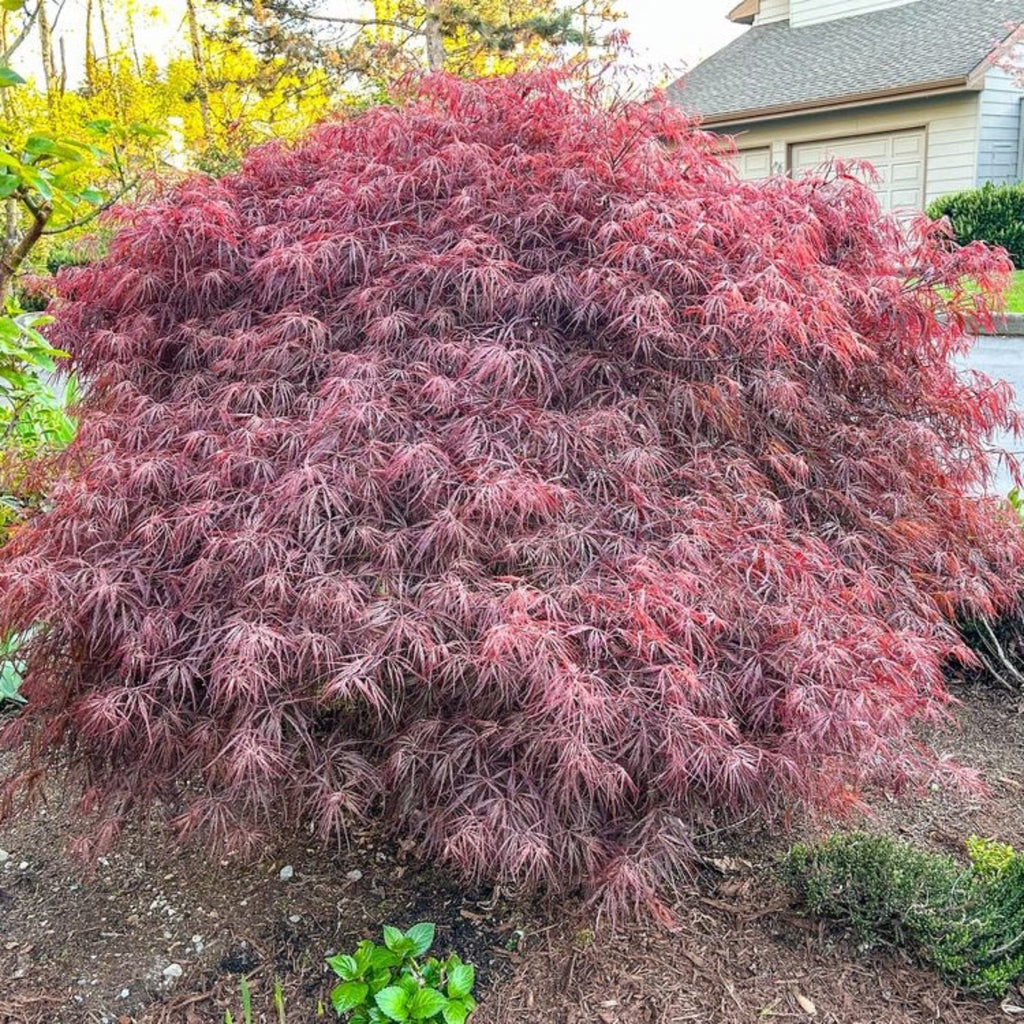 Crimson Queen Japanese Maple - Cheeky Garden