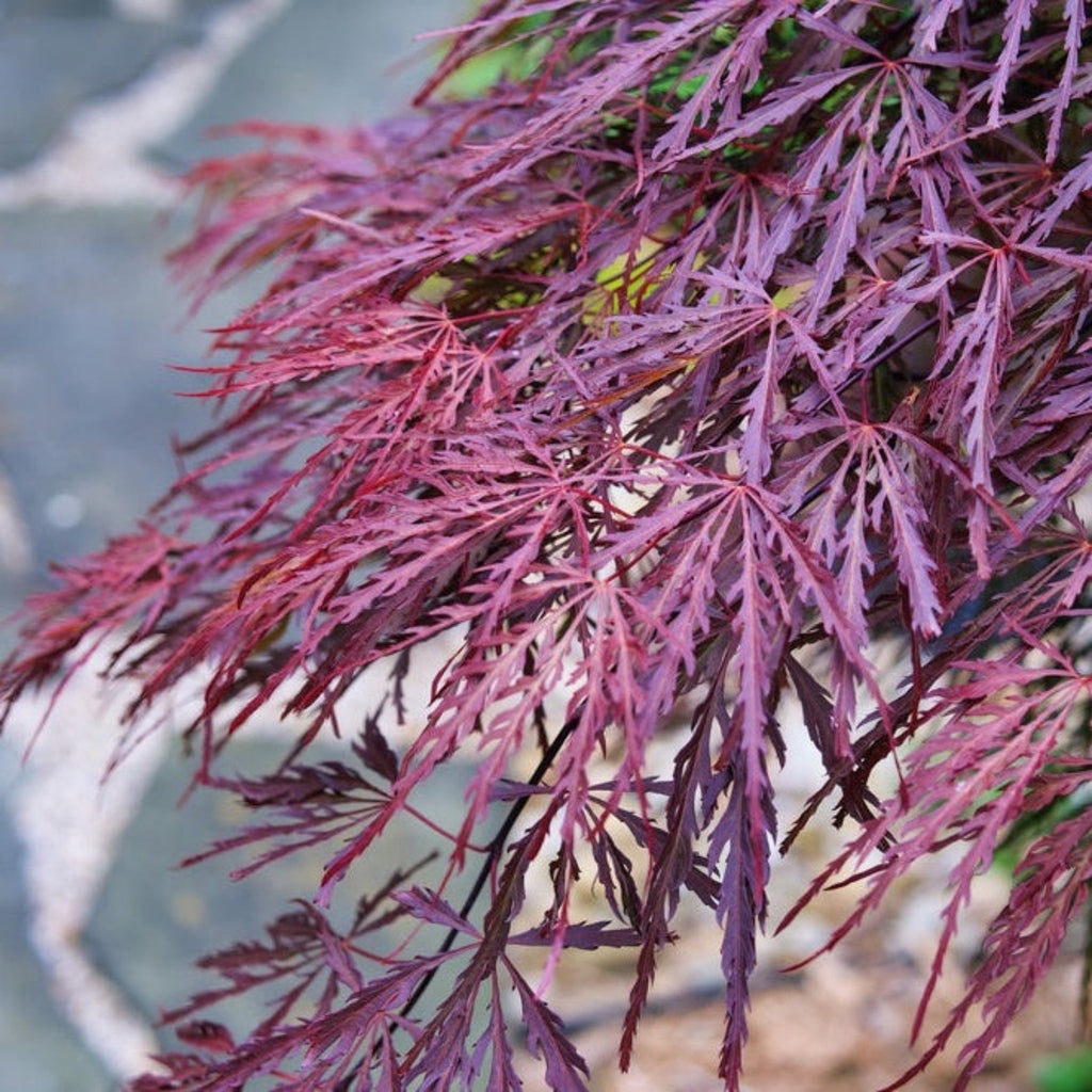 Crimson Queen Japanese Maple - Cheeky Garden