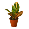 Croton Petra 'Joseph's Coat' - Cheeky Garden
