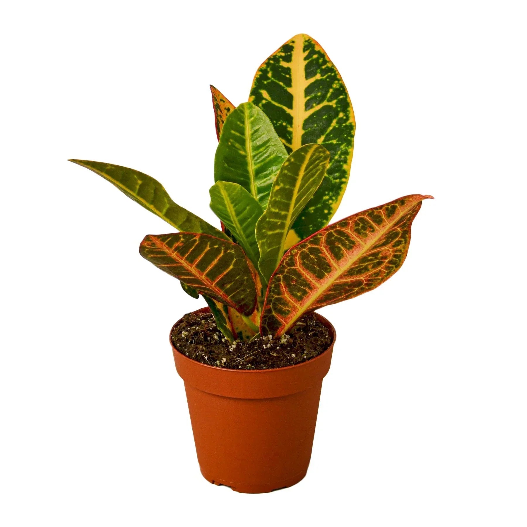 Croton Petra 'Joseph's Coat' - Cheeky Garden