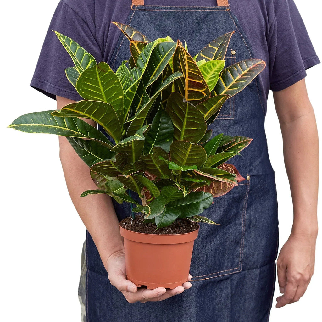 Croton Petra 'Joseph's Coat' - Cheeky Garden