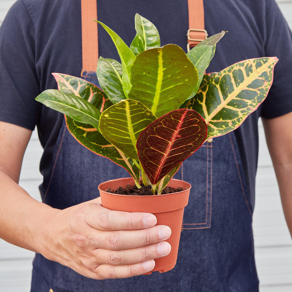 Croton Petra 'Joseph's Coat' - Cheeky Garden