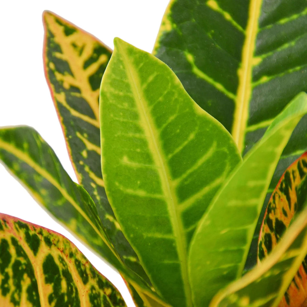 Croton Petra 'Joseph's Coat' - Cheeky Garden