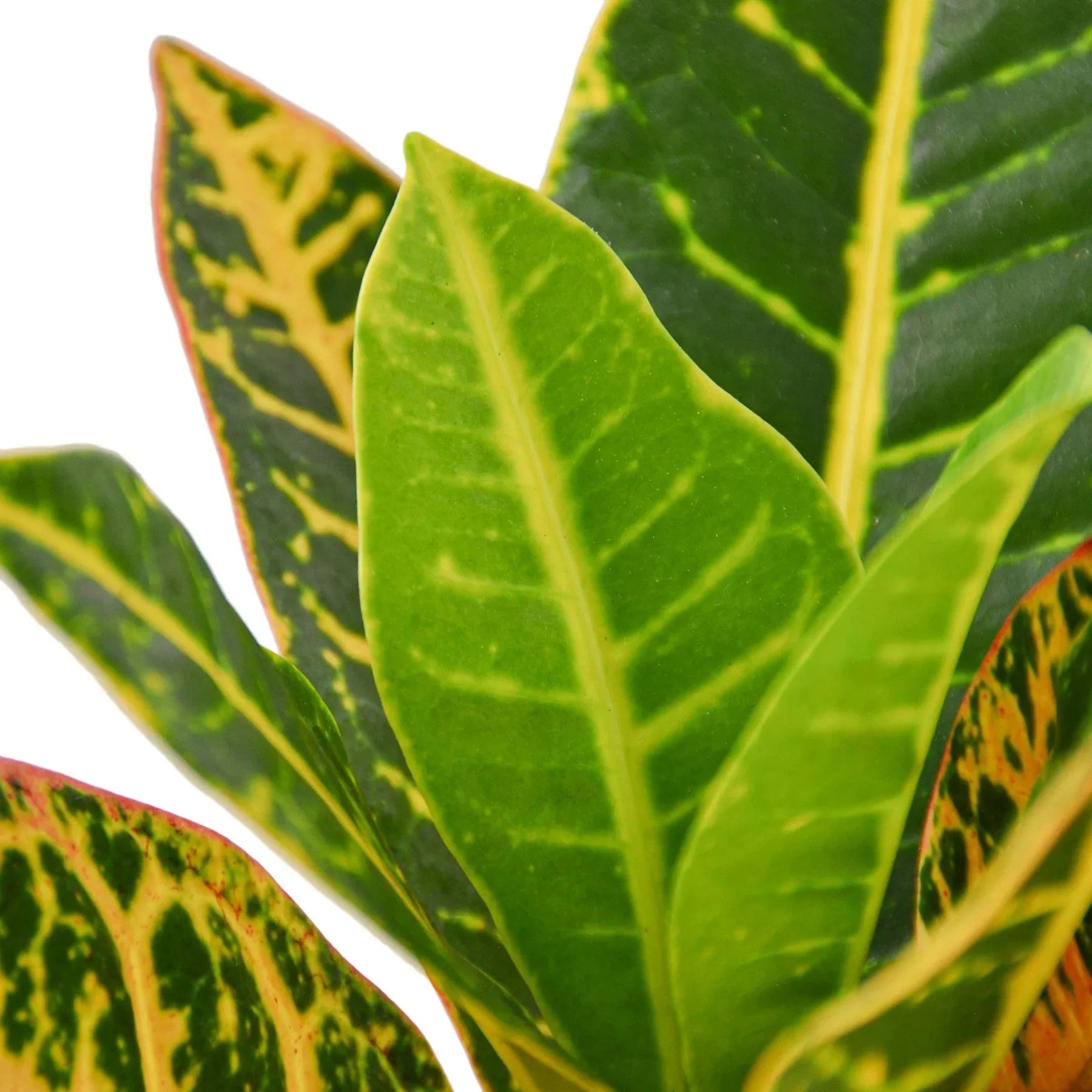 Croton Petra 'Joseph's Coat' - Cheeky Garden