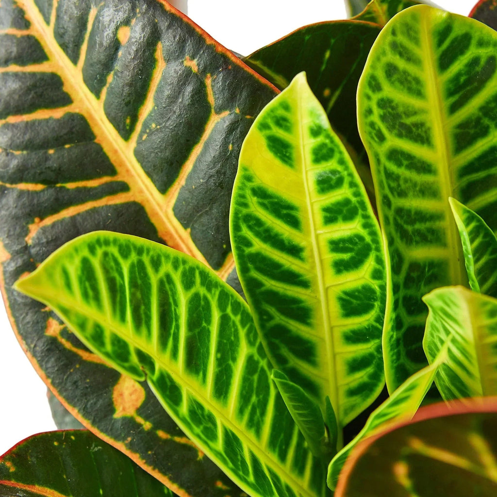 Croton Petra 'Joseph's Coat' - Cheeky Garden