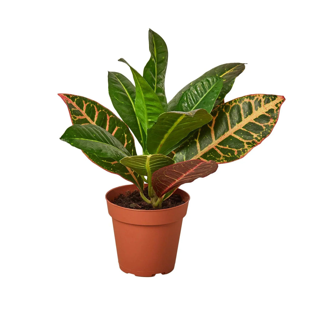 Croton Petra 'Joseph's Coat' - Cheeky Garden