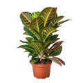 Croton Petra 'Joseph's Coat' - 6" Pot - NURSERY POT ONLY - Cheeky Garden