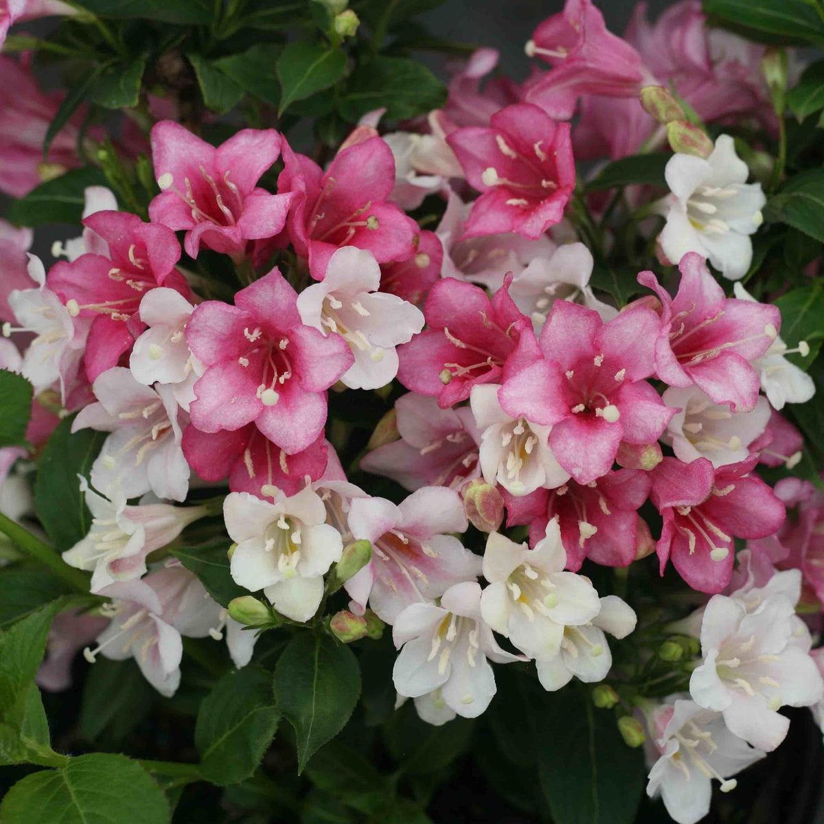 Czechmark Trilogy® Weigela - Cheeky Garden