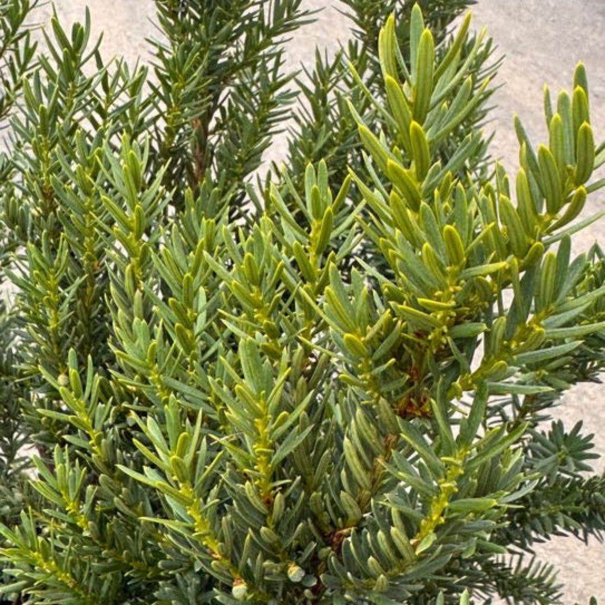 Dark Green Spreader Yew - Cheeky Garden