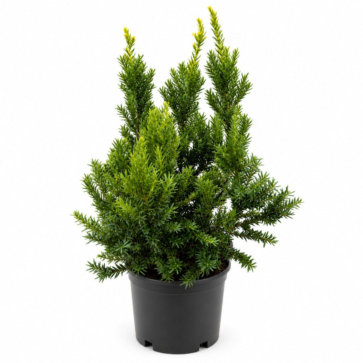 Dark Green Spreader Yew - Cheeky Garden