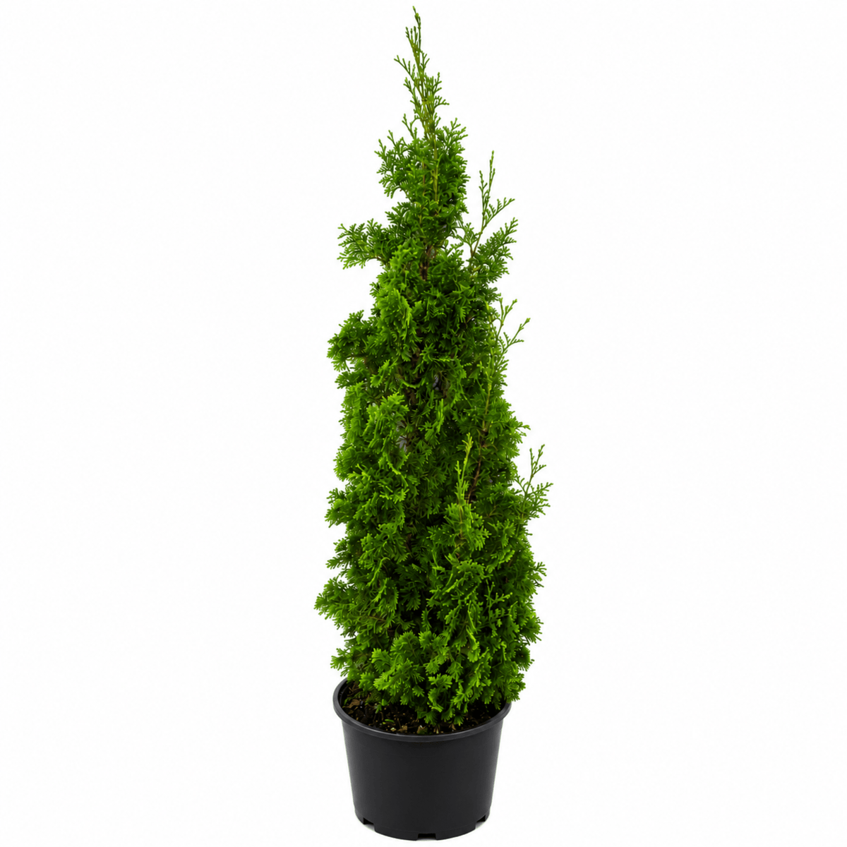 Degroot's Spire Arborvitae - Cheeky Garden