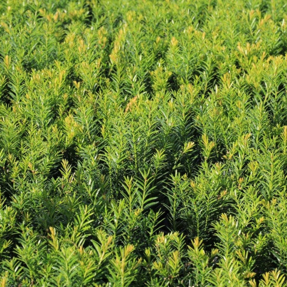 Dense Spreading Yew - Cheeky Garden