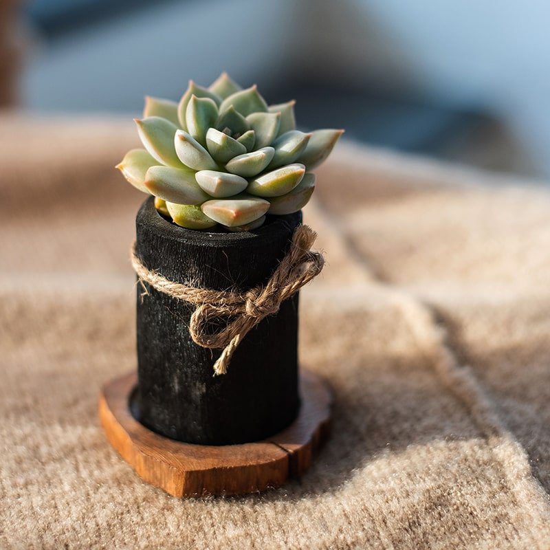 Desktop Charcoal Planter Wood Tray - Cheeky Garden