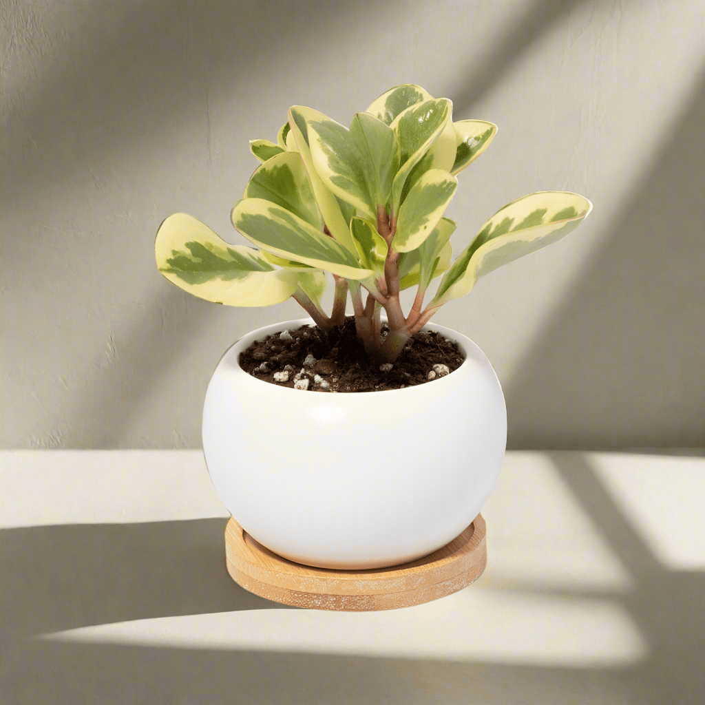 Diana Ceramic 3" Planter – Empty - Cheeky Garden