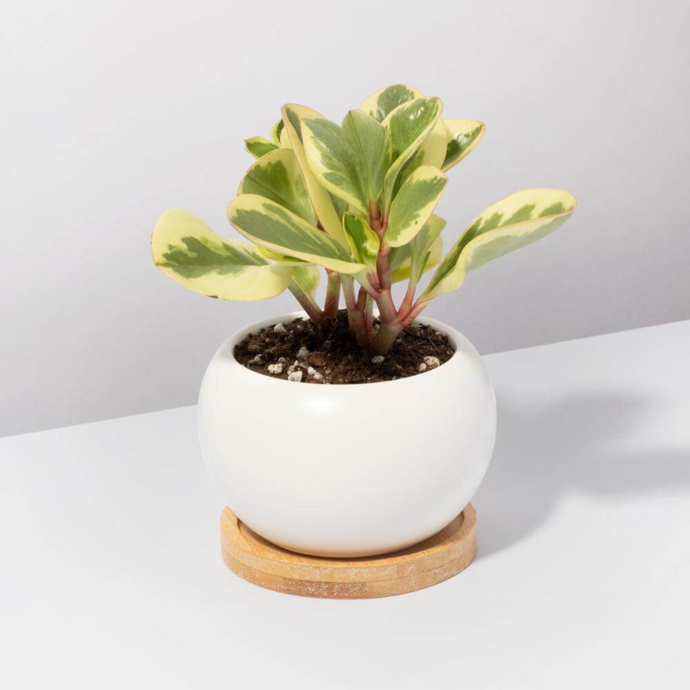 Diana Ceramic 3" Planter – Empty - Cheeky Garden